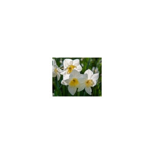 Narcissus Bulb Split Corona Papillon Blanc Daffodil Each