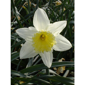 Narcissus Bulb Large Cup Silver Standard Daffodil
