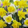 Narcissus Bulb Trumpet Sunny Side Up Mixture Daffodil