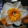 Narcissus Bulb Double Westward Daffodil