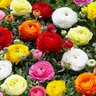 Ranunculus Bulb Asiaticus Aviv Mixture Persian Buttercups
