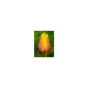 Tulipa Bulb Single Late Blushing Beauty Tulip 100 Count Bag