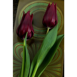Tulipa Bulb Lily Flowered Burgundy Tulip 100 Count Bag