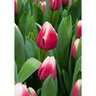 Tulipa Bulb Triumph Dutch Design Tulip