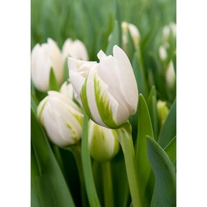 Tulipa Bulb Double Late Finola Tulip Each
