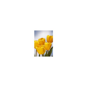 Tulipa Bulb Darwin Hybrid Golden Oxford Tulip