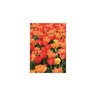 Tulipa Bulb It's All Day Dreams Mixture Tulip