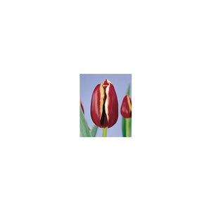 Tulipa Bulb Key West Tulip 500 Count Crate