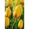 Tulipa Bulb Parrot La Courtine Parrot Tulip