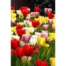 Tulipa Bulb Darwin Hybrid Lovely Giants Mixture Tulip