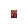 Tulipa Bulb Triumph Milkshake Tulip