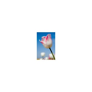 Tulipa Bulb Triumph Page Polka Tulip 100 Count Bag