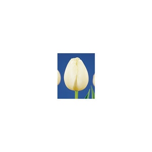 Tulipa Bulb Triumph Pays Bas Tulip