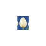 Tulipa Bulb Triumph Pays Bas Tulip