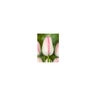 Tulipa Bulb Triumph Playgirl Tulip