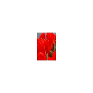 Tulipa Bulb Greggii Red Riding Hood Tulip