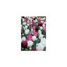 Tulipa Bulb Rhapsody In Pink Mixture Tulip