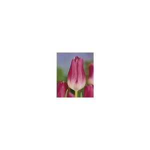 Tulipa Bulb Triumph Royal Ten Tulip 100 Count Bag