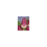Tulipa Bulb Triumph Royal Ten Tulip