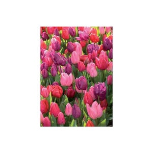 Tulipa Bulb Shake The Berries Mixture Tulip Each