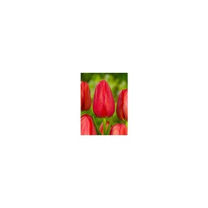 Tulipa Bulb Single Late Sky High Scarlet Tulip 100 Count Bag