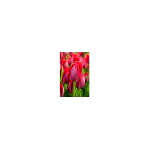Tulipa Bulb Triumph Spryng Tulip Each