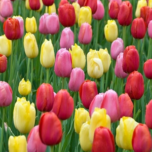 Tulipa Bulb Single Late Sunshine Mixture Tulip