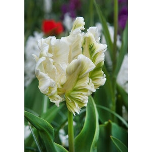 Tulipa Bulb Parrot Super Parrot Tulip 100 Count Bag