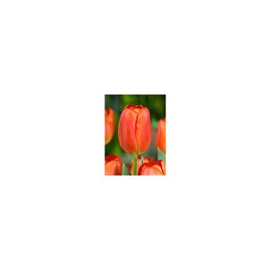 Tulipa Bulb Teletubby Tulip