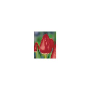 Tulipa Bulb Triumph The Cure Tulip 100 Count Bag
