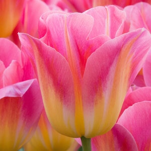Tulipa Bulb Triumph Tom Pouce Tulip