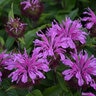 Monarda Didyma Pardon My Lavender Bee Balm