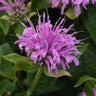 Monarda Didyma Bee-Mine Lavender Bee Balm