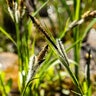 Carex Nigra Black Sedge