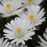 Delosperma X Jewel of Desert Moon Stone Ice Plant