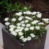 Delosperma X Jewel of Desert Moon Stone Ice Plant