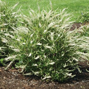 Clethra Alnifolia Summer Sparkler Summersweet 3 gal. Container