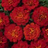Tagetes Patula Durango Red French Marigold