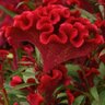 Celosia argentea Twisted Red Plummed Cockscomb