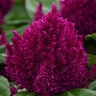 Celosia Argentea var. Plumosa First Flame Purple Cockscomb