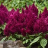 Celosia Argentea var. Plumosa First Flame Purple Cockscomb