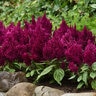 Celosia Argentea var. Plumosa First Flame Purple Cockscomb