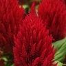 Celosia Argentea var. Plumosa First Flame Red Cockscomb