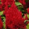 Celosia Argentea var. Plumosa First Flame Red Cockscomb
