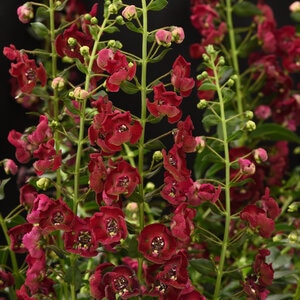 Angelonia angustifolia Archangel Ruby Sangria Summer Snapdragon 1 gal. Container
