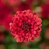 Chrysanthemum X Morifolium Danielle Red Garden Mum