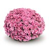 Chyrsanthemum X Morifolium Arluno Dark Pink Garden Mum