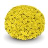 Chrysanthemum X Morifolium Arluno Yellow Garden Mum
