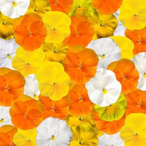 Viola x wittrockiana Delta Pro Citrus Mixture Pansy 18 Count Flat