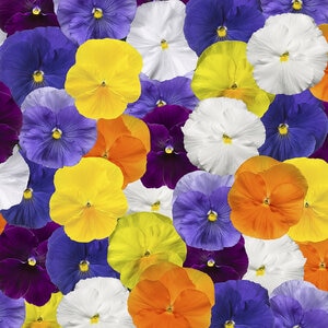 Viola X Wittrockiana Delta Pro Clear Colors Mixture Pansy